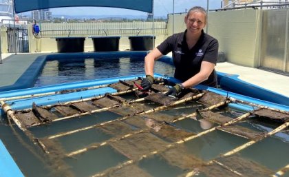 PhD candidate Tracey Read checking samples at Sea World on the Gold Coast. Researcher checking samples of bioplastics at Seaworld on the Gold Coast. Image, UQ